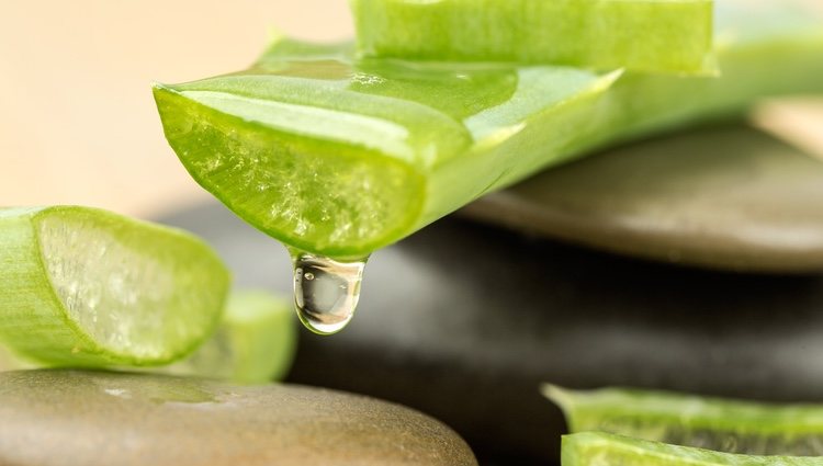 Son muchas las propiedades beneficiosas del aloe vera