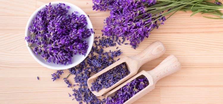 La lavanda es uno de los productos más utilizados en casos como el acné, la psoriasis o la piel escamosa